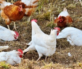 Farm chicken flock Stock Photo