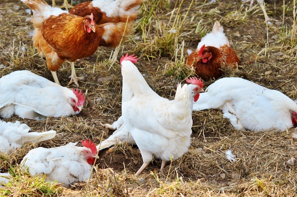 Farm chicken flock Stock Photo