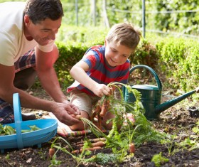 Father and son together harvest carrots Stock Photo