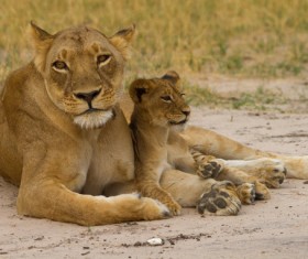 Female lion with lion cub Stock Photo