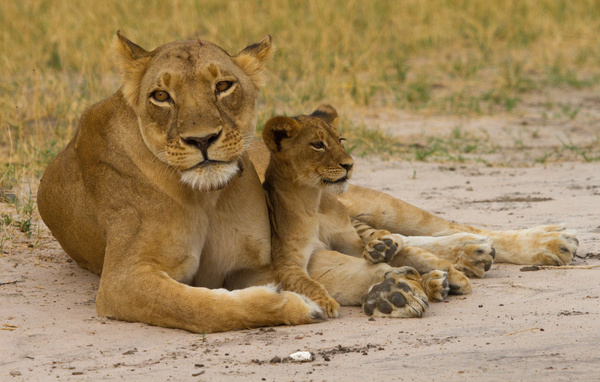 Female lion with lion cub Stock Photo