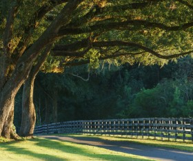 Fence Old tree farm corner Stock Photo