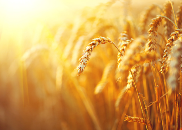 Golden ripe wheat in the sun Stock Photo 02