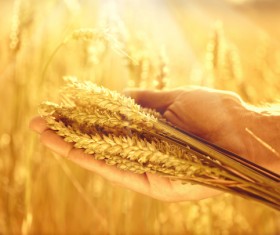 Golden ripe wheat in the sun Stock Photo 04