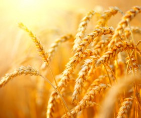 Golden ripe wheat in the sun Stock Photo 05