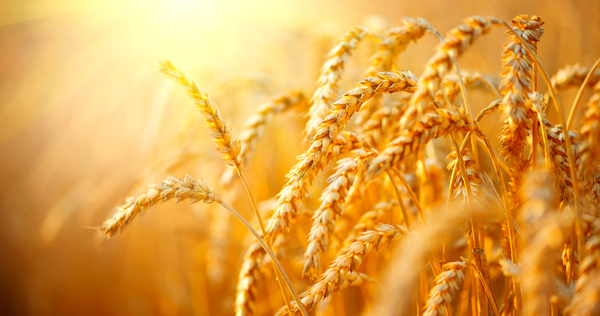 Golden ripe wheat in the sun Stock Photo 05