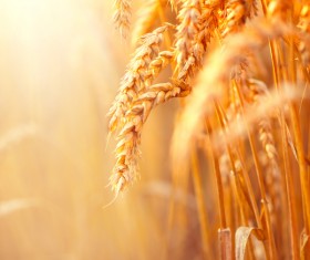 Golden ripe wheat in the sun Stock Photo 06