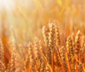 Golden ripe wheat in the sun Stock Photo 07