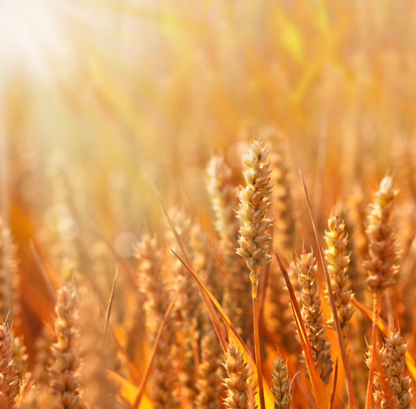 Golden ripe wheat in the sun Stock Photo 07
