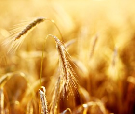 Golden ripe wheat in the sun Stock Photo 08
