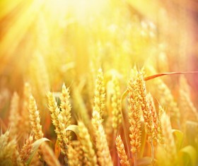 Golden ripe wheat in the sun Stock Photo 09