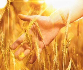 Golden ripe wheat in the sun Stock Photo 10