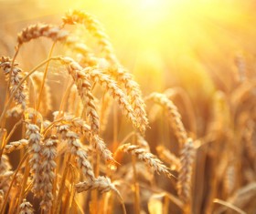 Golden ripe wheat in the sun Stock Photo 11