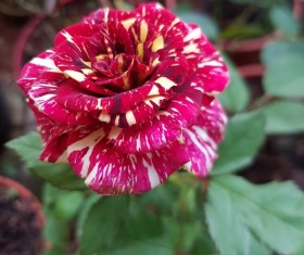 Gorgeous roses Stock Photo