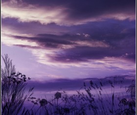 Grass and Plants Photoshop Brushes