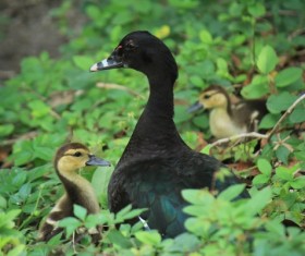Grass in black ducks Stock Photo