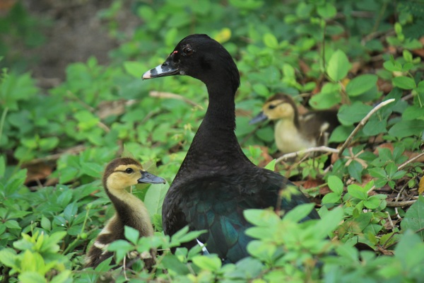 Grass in black ducks Stock Photo
