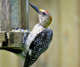 Great Spotted Woodpecker Stock Photo