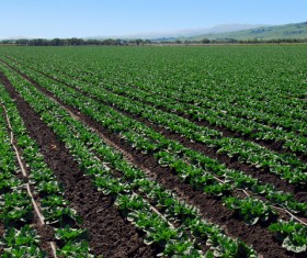 Green farmland Stock Photo