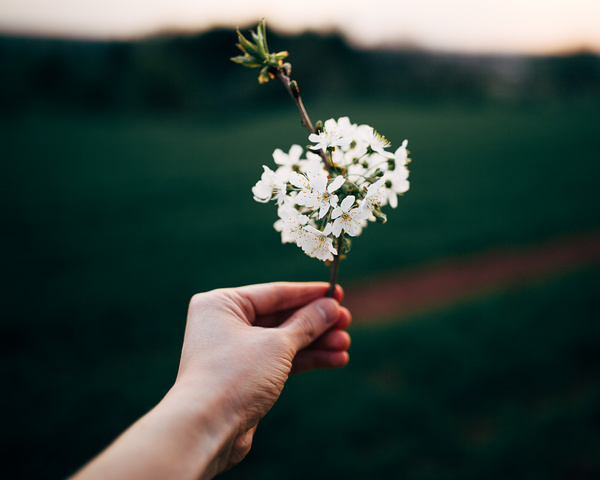 Hand holding fragile white flowers Stock Photo