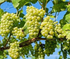 Harvest green grapes Stock Photo