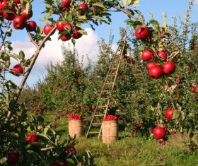 Harvested orchard Stock Photo