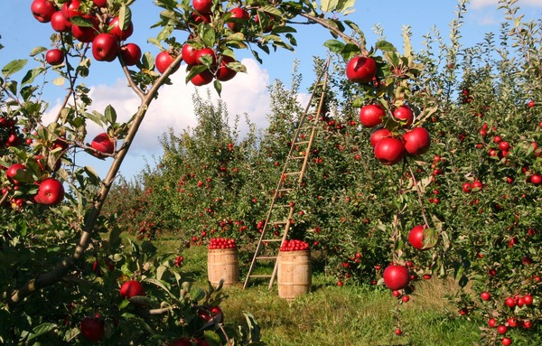 Harvested orchard Stock Photo