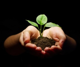 Holding soil seedlings Stock Photo 01