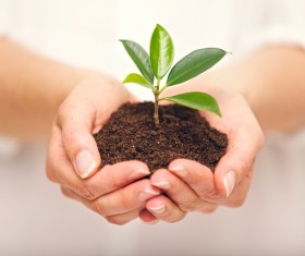 Holding soil seedlings Stock Photo 02