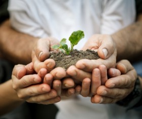 Holding soil seedlings Stock Photo 03