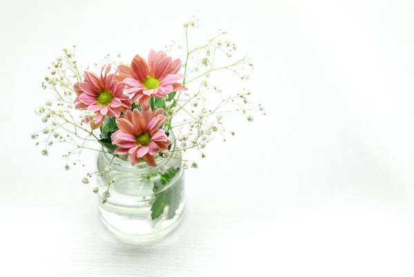 Hydroponic flowers Stock Photo