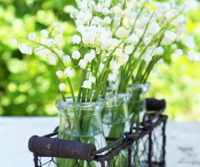 In the bottle of lily orchid Stock Photo 01