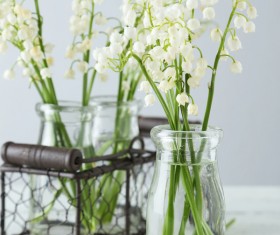 In the bottle of lily orchid Stock Photo 02