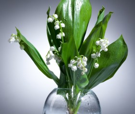 In the bottle of lily orchid Stock Photo 03
