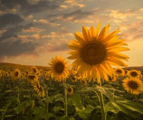 Into pieces of sunflower farmland Stock Photo