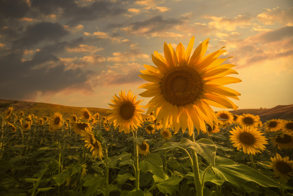 Into pieces of sunflower farmland Stock Photo
