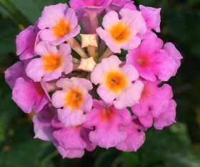Lantana flowers Stock Photo