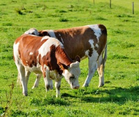 Leisurely cow Stock Photo