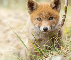 Little Fox Stock Photo 01
