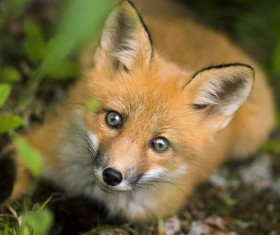 Little Fox Stock Photo 02