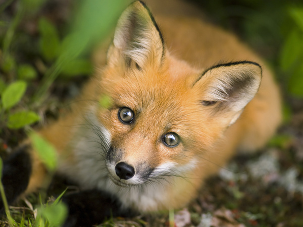 Little Fox Stock Photo 02