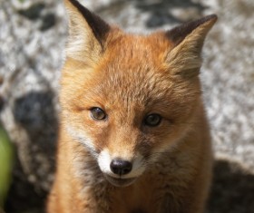 Little Fox Stock Photo 03