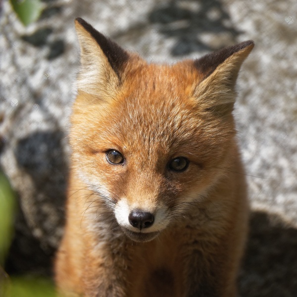 Little Fox Stock Photo 03