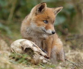 Little Fox Stock Photo 04