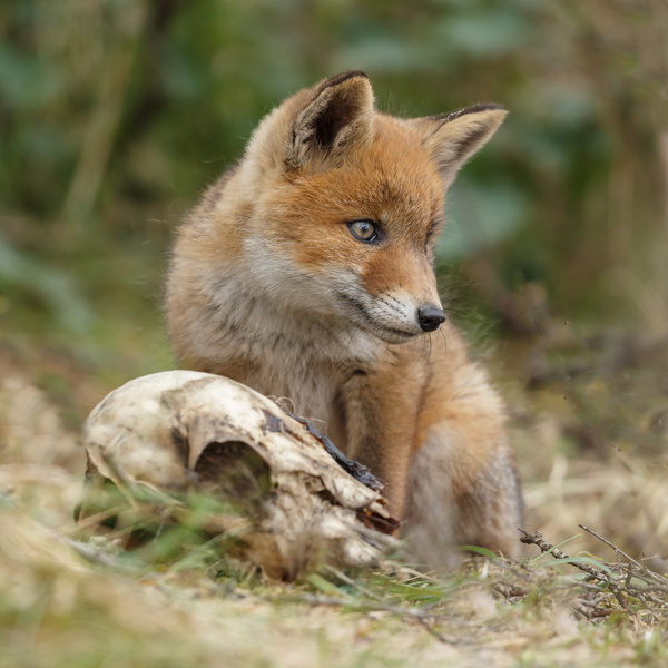 Little Fox Stock Photo 04