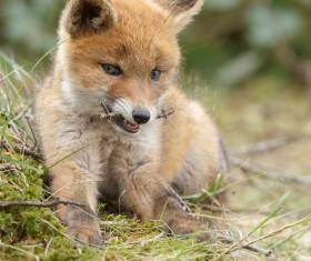 Little Fox Stock Photo 05