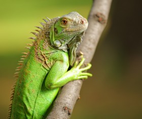 Lizard on a tree branch Stock Photo