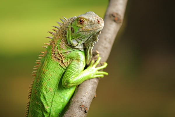 Lizard on a tree branch Stock Photo
