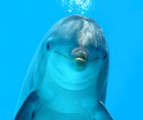 Lovely dolphins Stock Photo