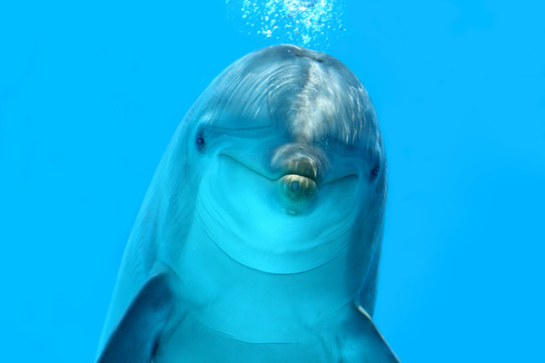 Lovely dolphins Stock Photo